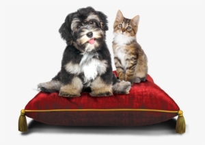 Royal Dog And Cat