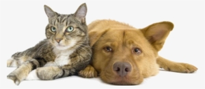Weyburn Humane Society - Dog And Cat Render