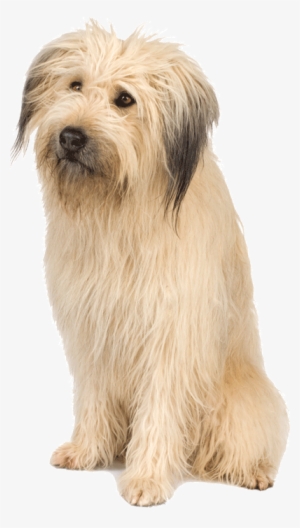 Dogs Png Picture - Dogs Png For Picsart