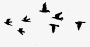 Birds Flying Png