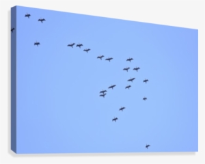Flock Of Geese 2 Canvas Print - Flock
