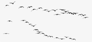 Birds Png - Immagini Uccelli Png