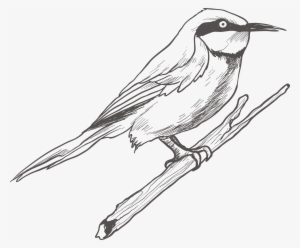 Bird Drawing Sketch Transprent Png Free Download - Sketch Bird