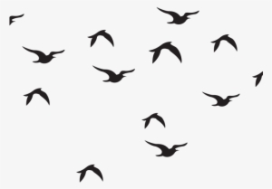 Wildlife Clipart Bird Flock - Black And White Flock Of Bird