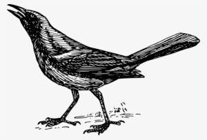 What Are Those Massive Flocks Of Black Birds In High - Grackle Clipart