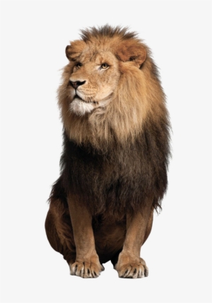 African Lion Png Pic - Lion Png