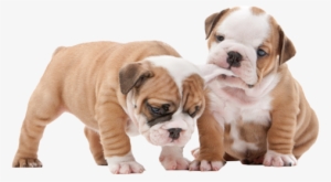Two-dogs - Quokka King Puppies: Bulldog Sleeping Mask