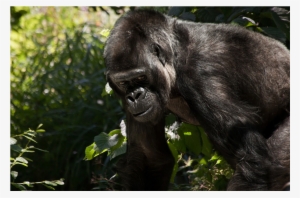 700 Species Face Cc Threat - Gorilla