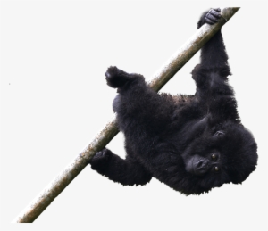 Infant Mountain Gorilla Temberurwanda Of The Muhoza - Siamang