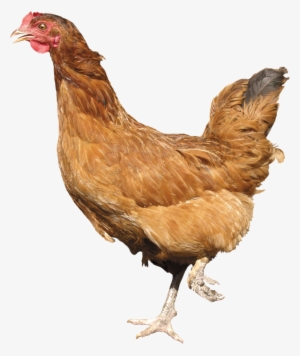 Chicken Png Image