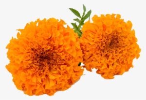 Marigold Garland Png - Marigold Flower Clipart Png