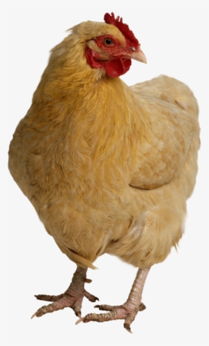 Hen, Chicken Head - Chicken Head Transparent