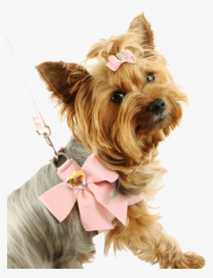 Dog Png Image Picture Download Dogs Png Image
