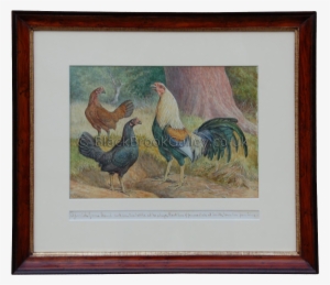 Game Fowl Trio - Herbert Atkinson Paintings Goat