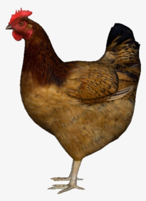 Hen - Chicken