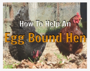 I Get Asked This Question More Often Than I Would Like, - Egg Bound Chicken Poop
