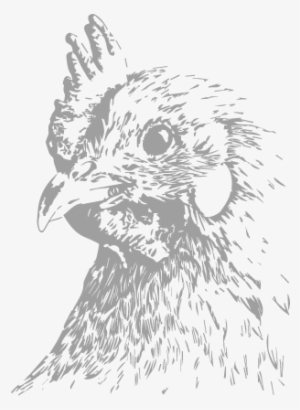 Hen - Chicken