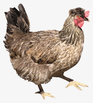 Chicken Png Images, Free Chicken Picture Download - Курица На Прозрачном Фоне
