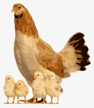 Hen Clipart Live Chicken - Animals And Their Youngs Frog