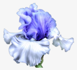 Flower Artwork, Iris Flowers, Art Floral, Nature Illustrations, - Blue Iris Flower Png