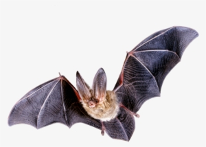 Bat Png Transparent Bat - Northern Long Eared Bat Png
