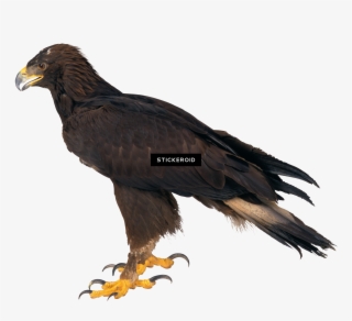 Eagle Animals - Baaz Png