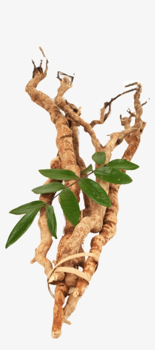 Tongkat Ali Png - Longjack