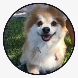 Services And Rates - Pomeranian