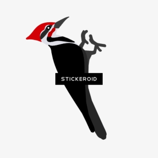 woody woodpecker - pileated woodpecker