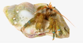 Hermit Crab - Crab