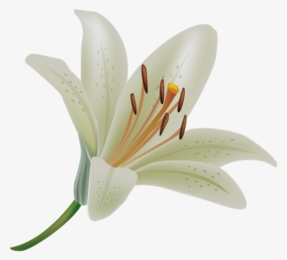 White Lily Transparent Background
