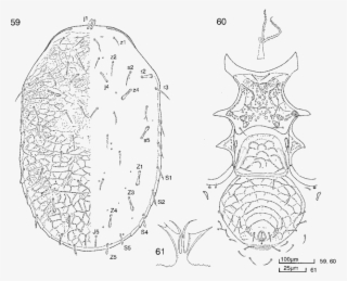 Macrocheles Luzonensis Sp - Macrocheles