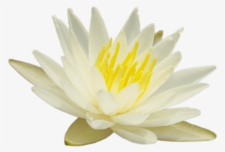 Sharing The Teachings Of Paramhansa Yogananda - Sacred Lotus