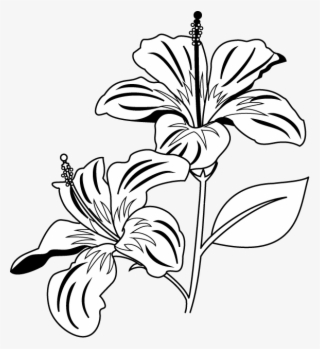 Hibiscus Clipart Coral - Gumamela Clip Art Black And White