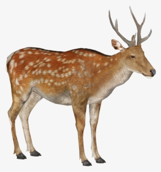 Sika Deer Male Summer 3 - Male Sika Deer