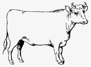Beef Cattle Texas Longhorn Ox Document