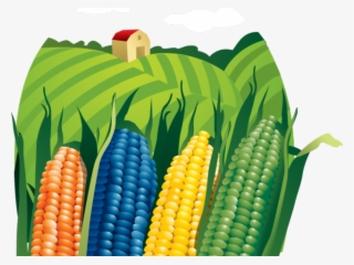 Cornfield Clipart Corn Farm - Campos De Maiz Vector