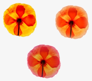 Cool Folwers For Your Projects Png Png Nature Various - Pumpkin