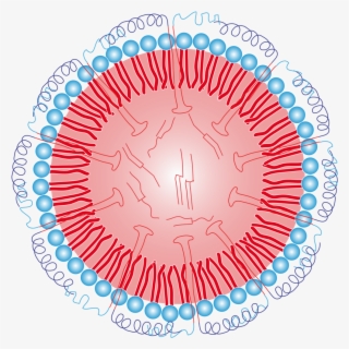 Schematic Of An Oleosome - 無限 延伸 鏡