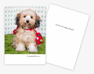 New Puppy Card Red Scarf - Companion Dog