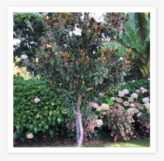 Loarier Magnolia - Riberry
