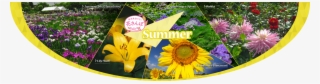Summer Flowers - Sunflower