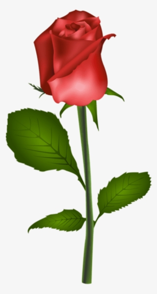 Free Png Red Rose Transparent Png Images Transparent - Rose Clipart Free No Transparent