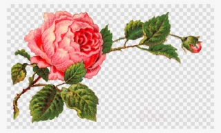 Vintage Rose Png Clipart Rose Clip Art - Transparent Background Transparent Vintage Floral