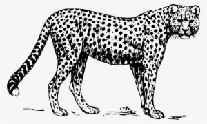 Caribou Print - Colouring Picture Of A Cheetah