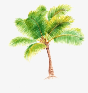 Palm Tree - Portable Network Graphics