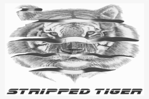 B/w Tiger Drawing Peeled Orange Effect Stripped Tiger - Illustration