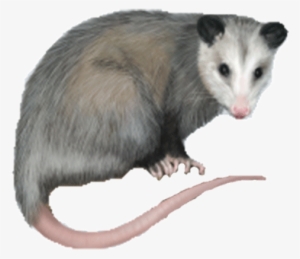 opossum breaks into liquor store and gets drunk as - science