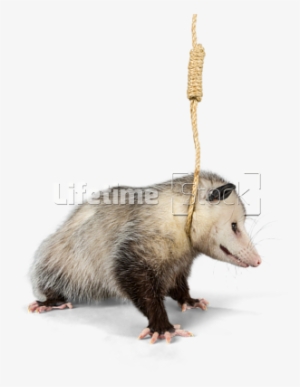Virginia Opossum With Hanging Noose Around Neck Isolated - Noose Transparent