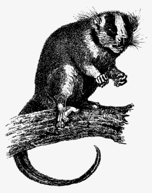 This Free Icons Png Design Of Feather-tailed Possum